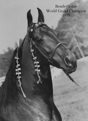 Racking Horse Breeders