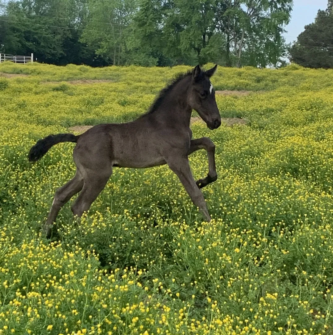 Racking Horse Breeders